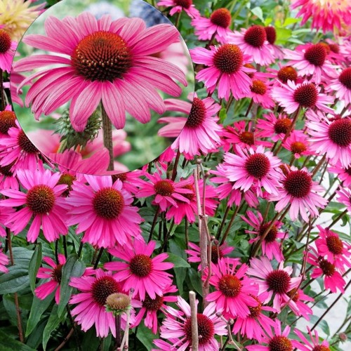 Echinacea purpurea 'Bright Rose' - Punane siilkübar 'Bright Rose' P9/0,55L